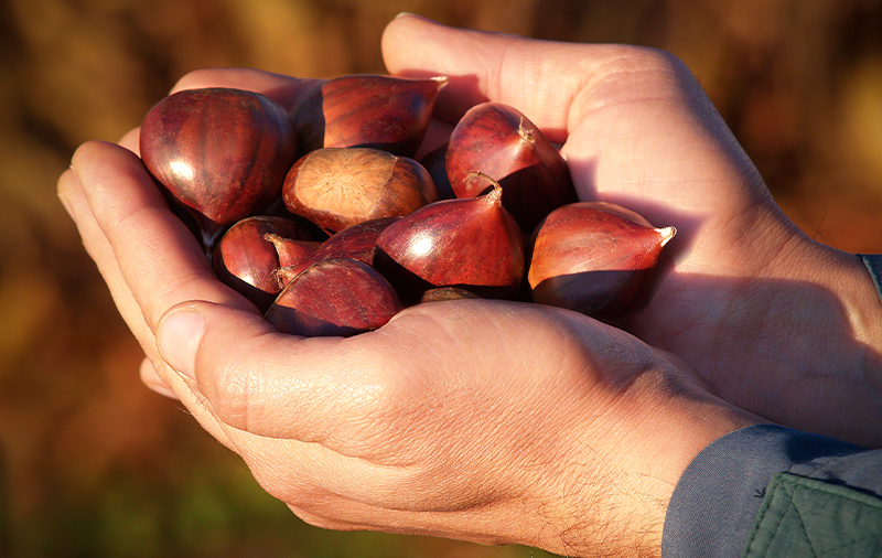 Castagne Fresche